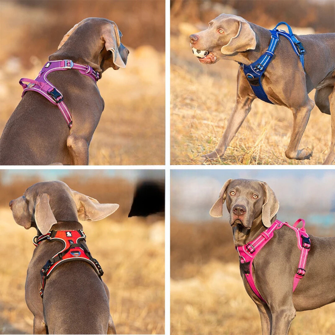 Trending Pup Accessories