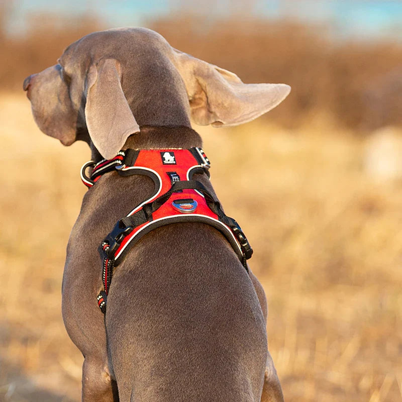 Pup Harnesses and Leads