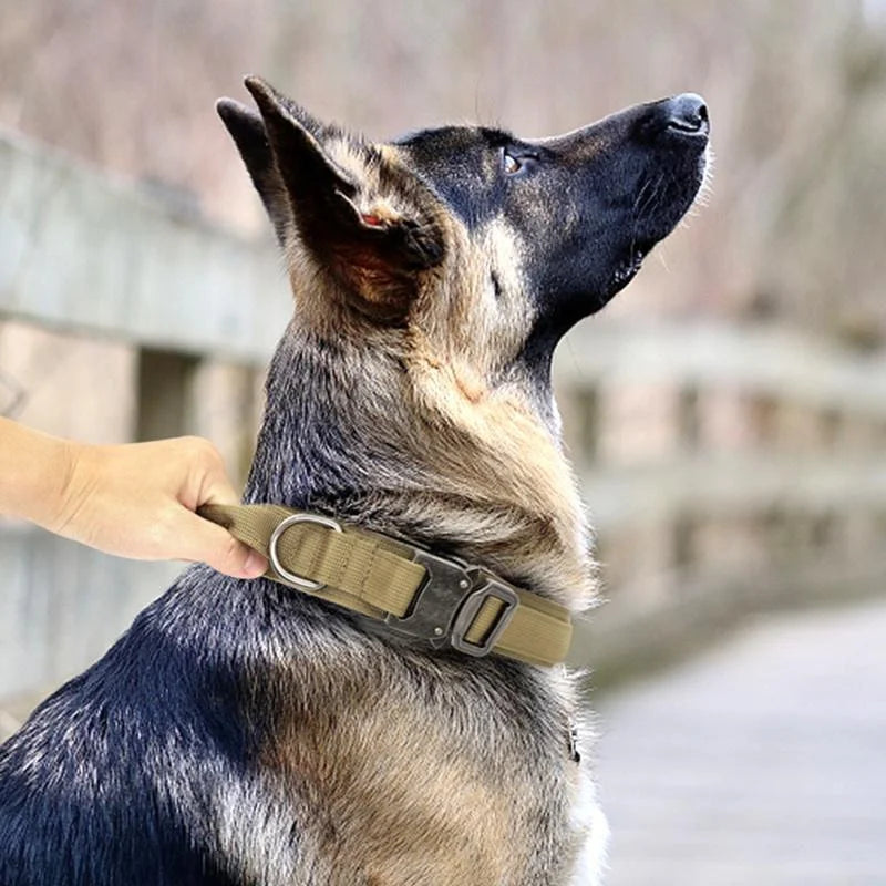 Adjustable Collar And Lead Set